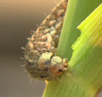 Syngenta Seeds worm