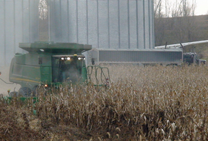 corn harvest