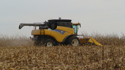 corn harvest