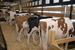 Cows