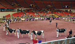 Junior Show
