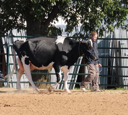 Walking The Cow