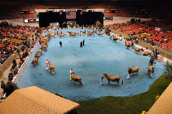 World Dairy Expo Show Ring