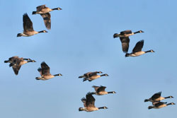 Geese