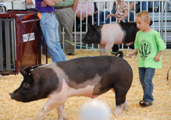 Hog Show