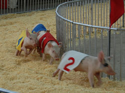 WPX Pig Race